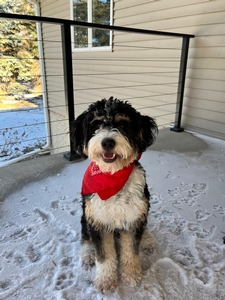 F1 Mini Bernedoodle Nala of Bailey & Riggs